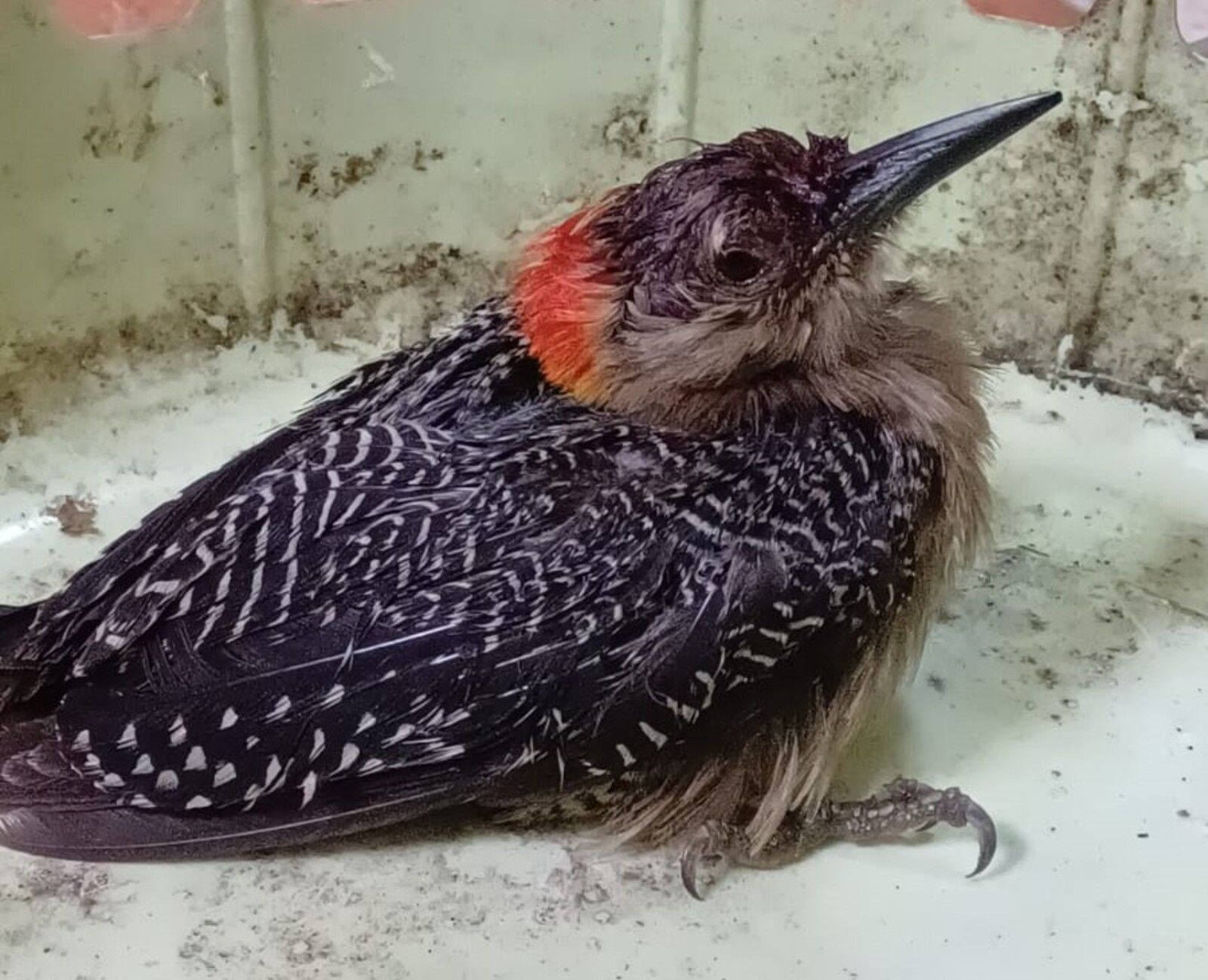 VIDEO. Liberan pájaro carpintero rescatado en Cobán Alta Verapaz - La ...