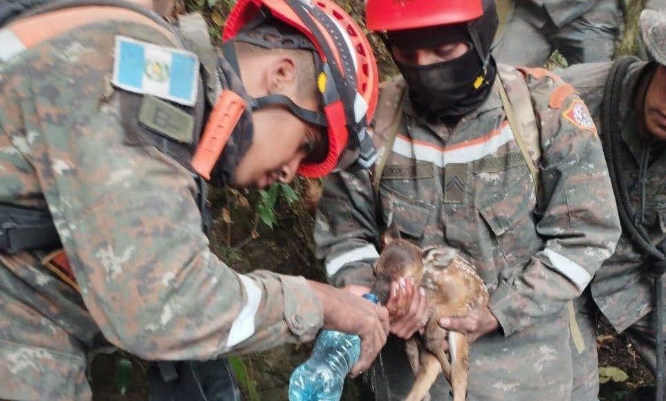 Animales Silvestres Son Las Principales Víctimas De Los Incendios ...